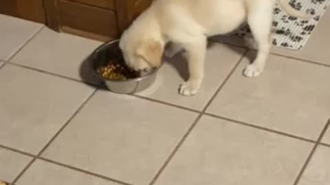 Pups fighting over food