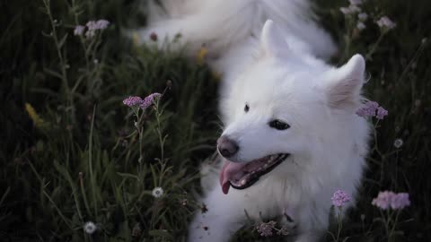 #samoyed dog ,cute dog playing in grass