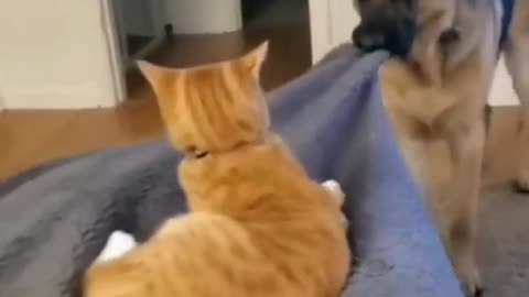 See the power struggle between cat and dog, when they fighting for scarce resource.