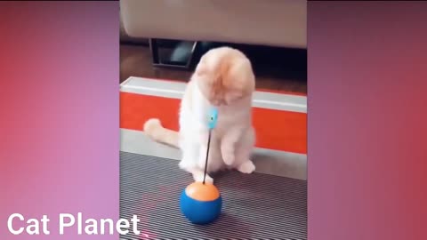 Funny Cats Video Compilation HahaHa!