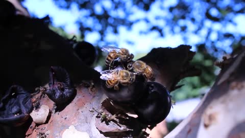 Bees eating rare Brazilian Fruit jabuticaba 🍒