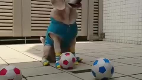 Dog catches ball.