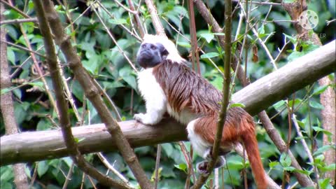 monkey with tree