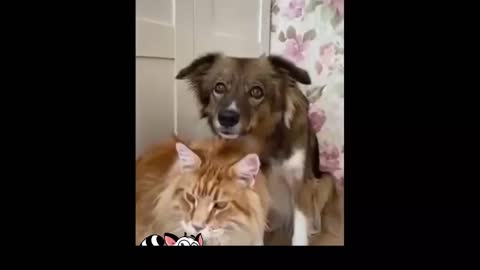 Who's In Charge Of The House, Cat Or Dog?🐶🐈 Funny Cat videos