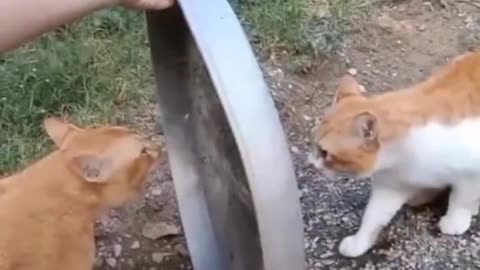 funny video,funny cat videos#funnycatvideos#funnyclipsvideo