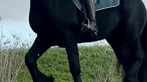 Horse Dancing Video