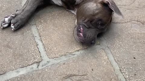 Dog Loses It After Finding Out He's At Pet Store