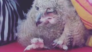 Surprize baby owl