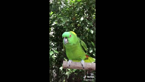 Very funny parrots
