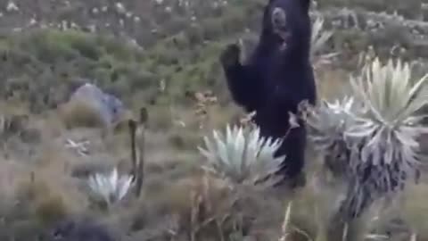 Avistamiento de un oso de anteojos en el Páramo de Santurbán