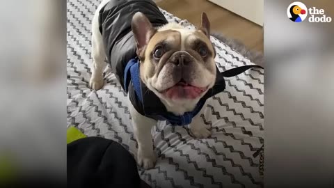 Talkative Frenchie Has The Most Unique “Voice”