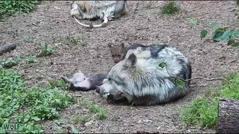 Puppies play and angry wolf
