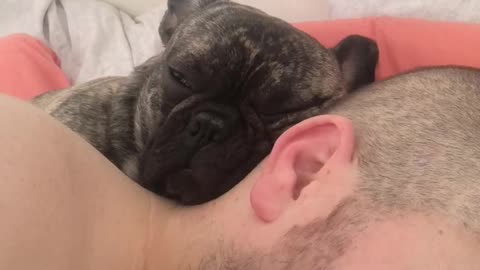 Frenchie puppy keeps owner awake with his loud snoring