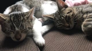 Kittens lying on the sofa