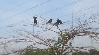 Crow group