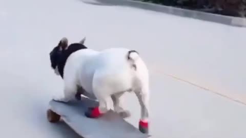 Fastest skateboarding bull dog