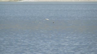 bald eagle caught a burbot