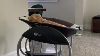 Puppy turns baby swing into his new spot for nap time