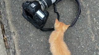Cute Kitten Adorably Plays With This Person's Camera