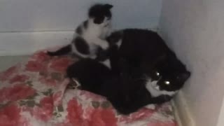 Kittens annoying mama cat
