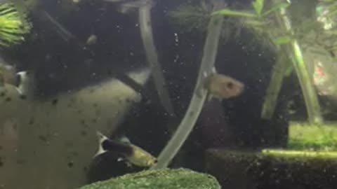 Juvenile Black and Yellow Leopard Guppies!