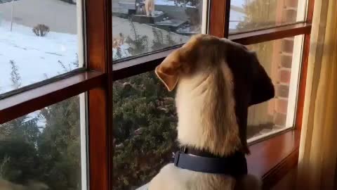 Adorable dog wants to play with his friend