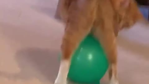 Funny cat with ballon NOW