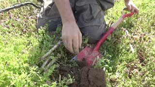 Forging a knife from a dug up plow