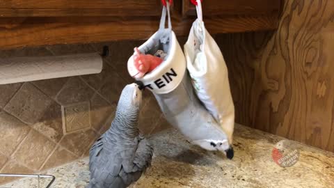 Eager parrot wants toy from his Christmas stocking