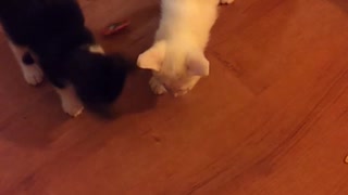 Kittens playing with hex bug