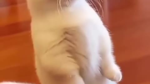 OMG 😱 Cutest cat will cheer you up