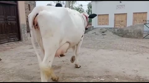 cow video 2022 Sargodha cow's bahlwal cow's | karnana channel | livestock agriculture dairy farming