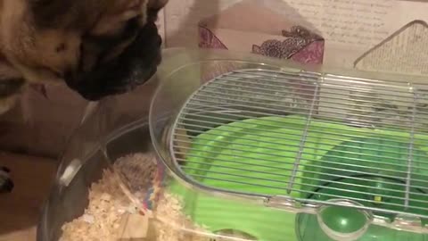 Frenchie just wants to be friends with hamster