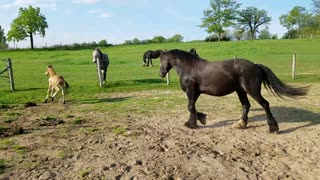 Foal making his Momma dizzy