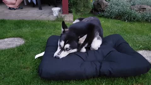 Goofy Husky takes her sweet time getting used to brand new bed
