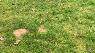 Golden Retriever Waits Patiently For His Tennis Ball