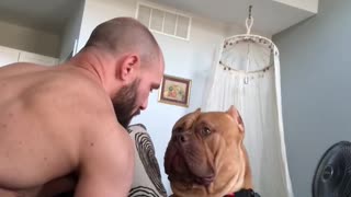 Massive pit bull is a sweet gentle giant