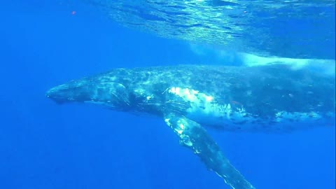 Humpback whale sings his heart out while circling Tonga Islands Also