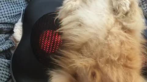 Pampered Pooch Enjoys a Back Massage