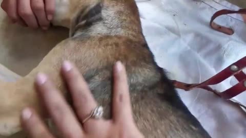 Save Dog From Ticks Biting - Safety and quickly Remove Ticks From Dog Who Live in Village.