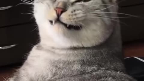 Smile of a cat