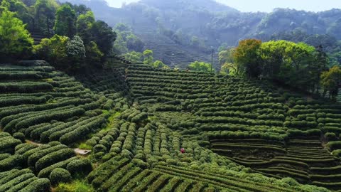 The green field air is so refreshing and refreshing