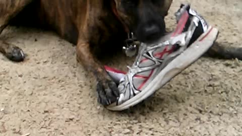 Brown dog plays with a sneaker