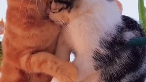 Cute cat comforting 😜😜