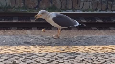 Seagull eating apple on sidewalk