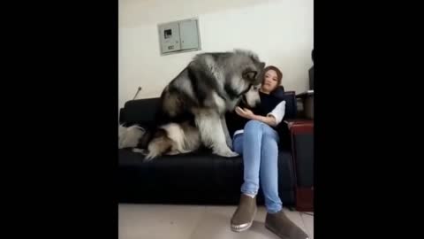 Giant Alaskan Malamute is in need of attention and affection.