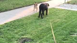 Black dog on leash lunges at small brown dog on sidewalk