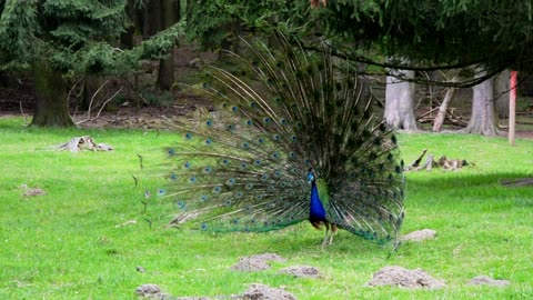 Watch the beauty of this peacock how it spreads its wings