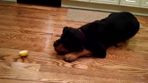 Rottweiler puppy playing with lemon!
