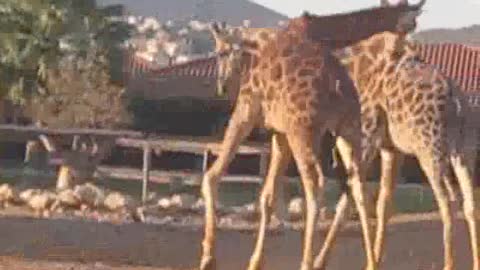 The waltz dance of the giraffes